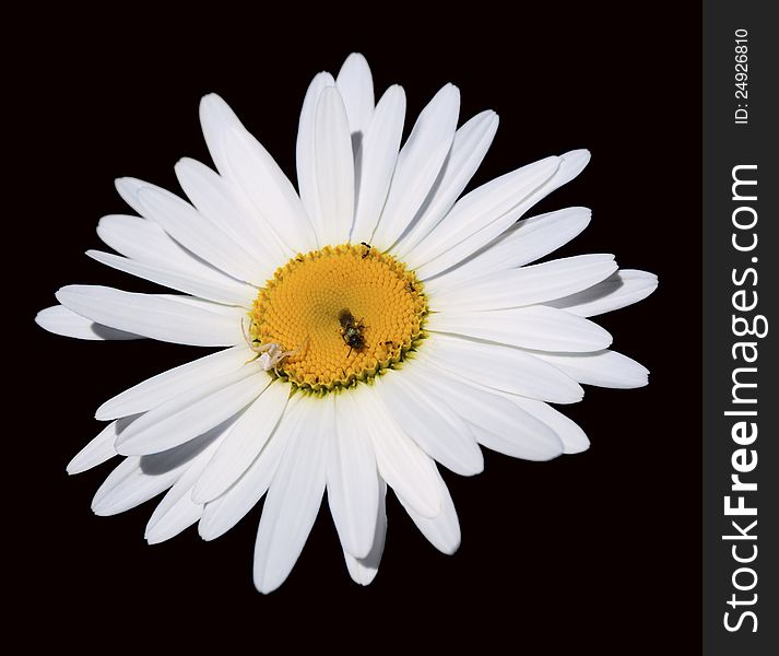 Camomile flower with a spider and a bee isolated on black background. Camomile flower with a spider and a bee isolated on black background