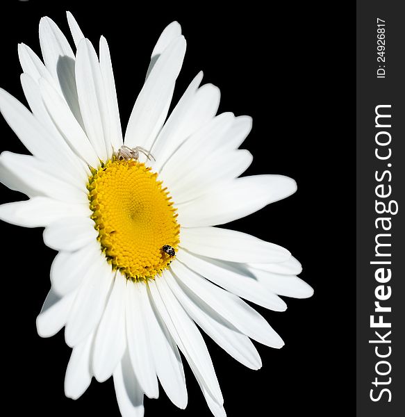 Chamomile Flower Isolated On Black Background