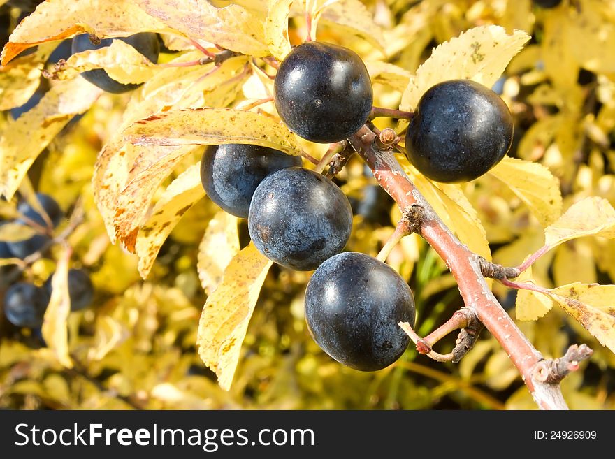 Blue sloe berries in autumn. Blue sloe berries in autumn