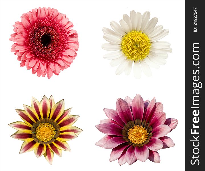A Collage Of Four Flowers