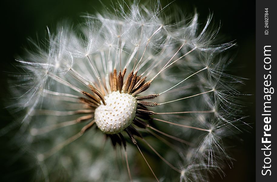 A dandelion that has gone to seed and some have been blown away. A dandelion that has gone to seed and some have been blown away.