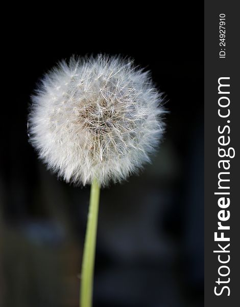 Dandelion on a dark background