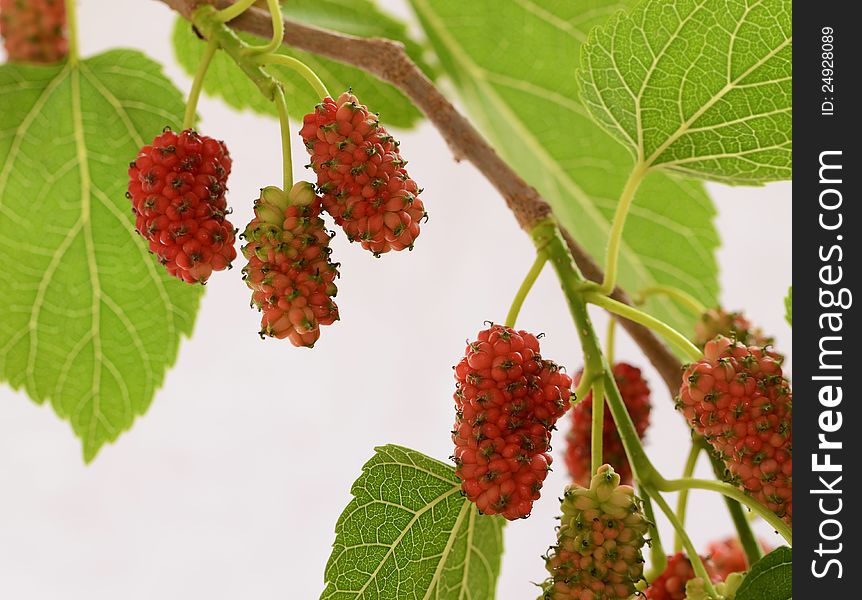 Red mulberry fruits on tree. Red mulberry fruits on tree