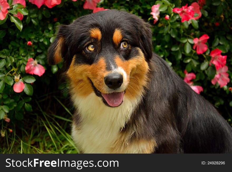 Aussie dog on the pink roses. Aussie dog on the pink roses