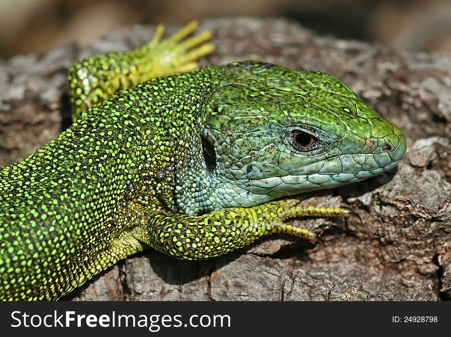 European green lizard, Lacerta viridis