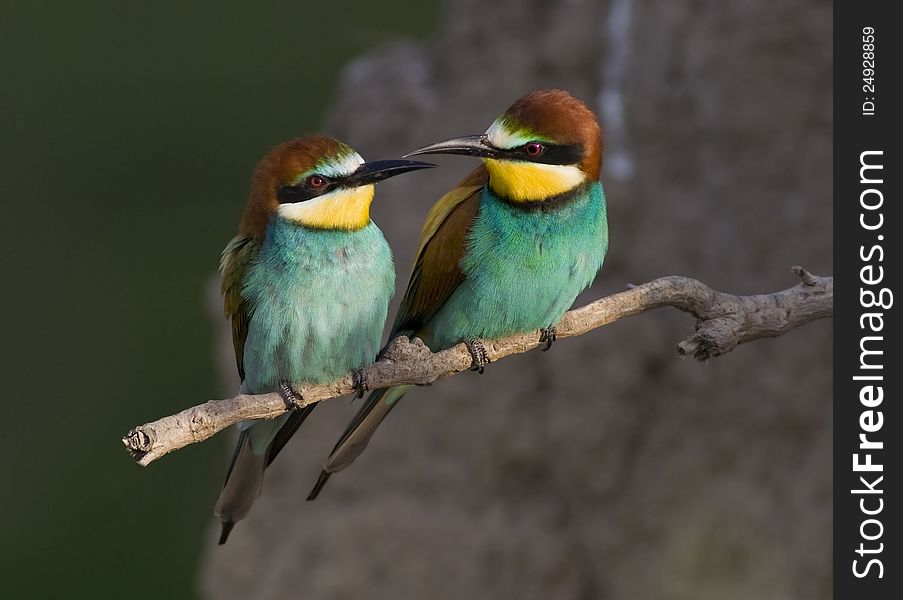 European Bee-eater pair (Merops apiaster). European Bee-eater pair (Merops apiaster)