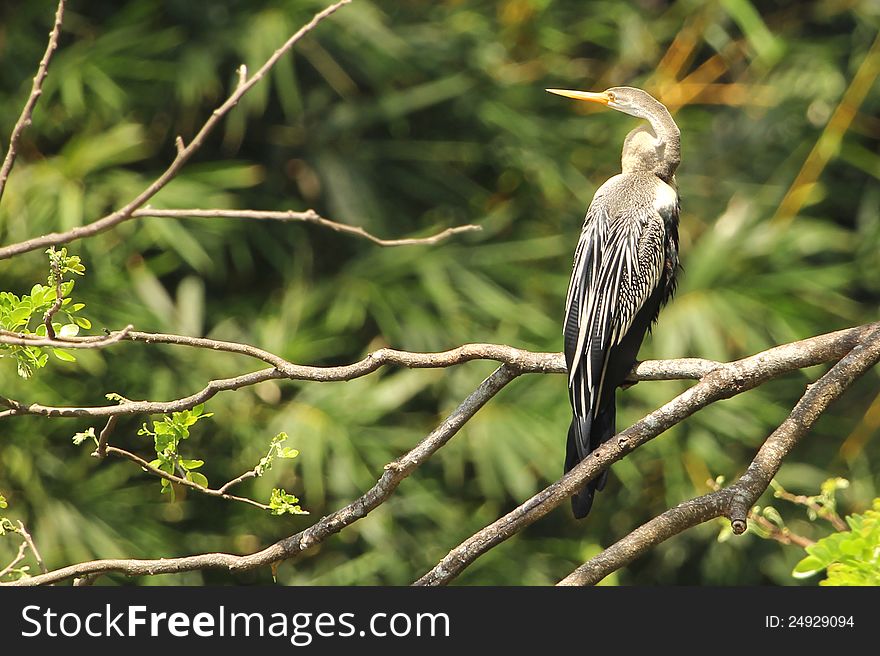 Asian cormorant perched on a tree branch. Asian cormorant perched on a tree branch