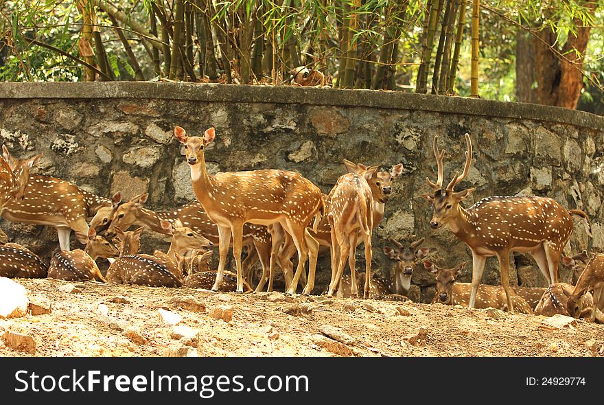 Group of spotted deers in the zoo, india. Group of spotted deers in the zoo, india