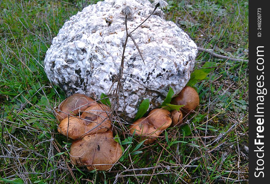 Mushrooms in the forest in the mountains.