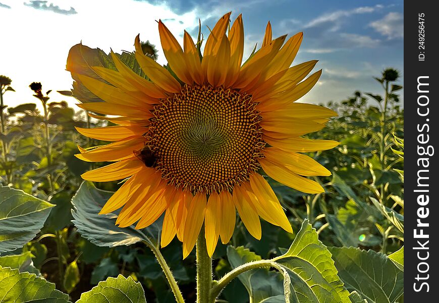 Bright sunflower from Ukraine. Nature is so beautiful.