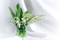 Lily Of The Valley Royalty Free Stock Photography Lily Of The Valley Royalty Free Stock Photography