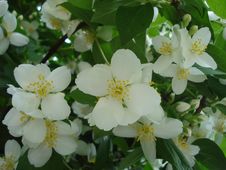 Jasmine Royalty Free Stock Photos