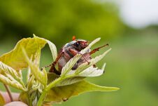 Chafer Stock Photo