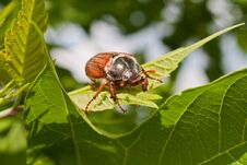Chafer Stock Photography Chafer Stock Photography