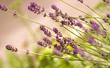 Lavender Bush Royalty Free Stock Photos Lavender Bush Royalty Free Stock Photos
