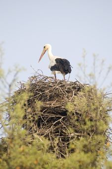 Baby Stork Royalty Free Stock Image Baby Stork Royalty Free Stock Image