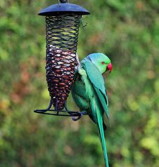 Ring Necked Parakeet On A Garden Feeder Stock Images Ring Necked Parakeet On A Garden Feeder Stock Images