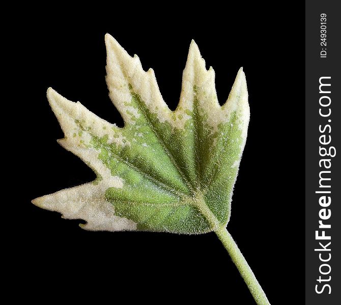 Sycamore young leaf isolated on black. Sycamore young leaf isolated on black