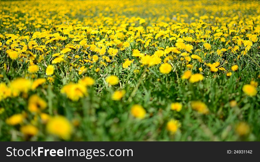 Glade with yellow dandelions in sunlights. Glade with yellow dandelions in sunlights