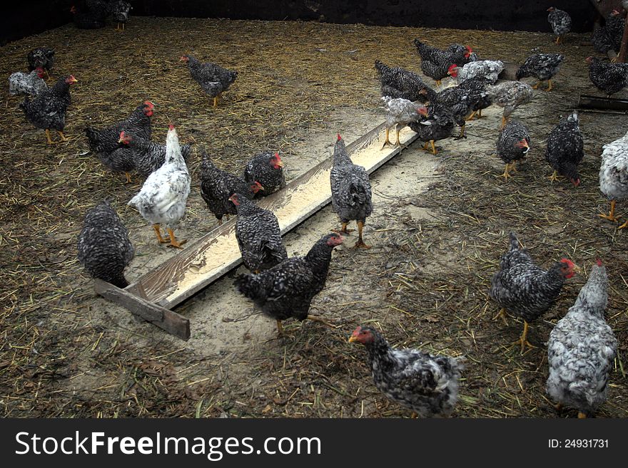 Some young chickens on a shelter. Some young chickens on a shelter.