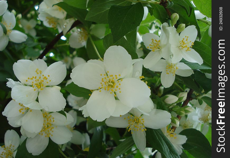 Fresh and delicate jasmine blossom