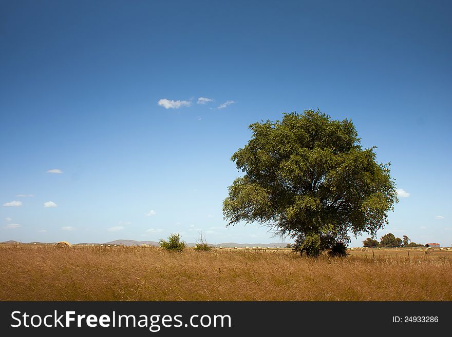 Lonely tree