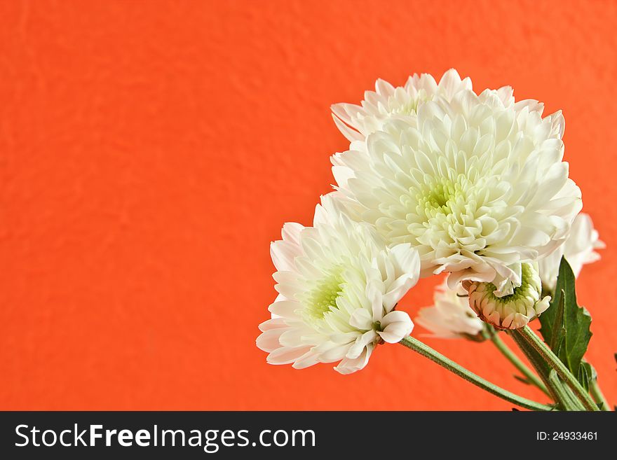 Chrysanthemum flower with orange background