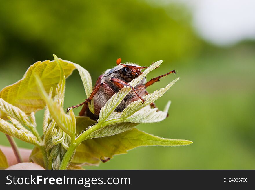 Photo of the single chafer at the green leaf