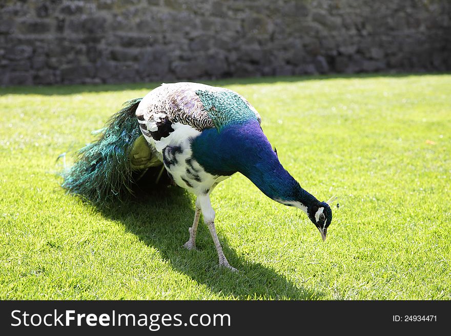 View of a peacock browsing on grass. View of a peacock browsing on grass.