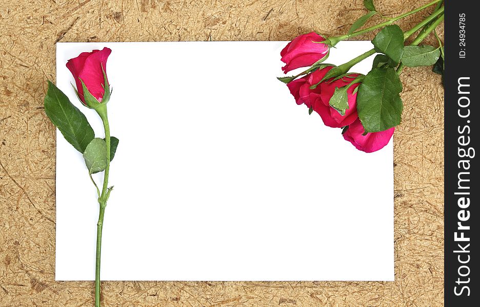 Rose on blank paper background for valentine'day. Rose on blank paper background for valentine'day