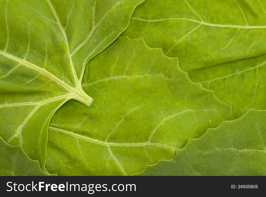 Green background of sorrel leaves