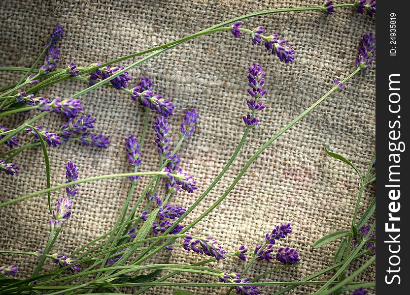 Lavender on background of knitted fabrics. Lavender on background of knitted fabrics