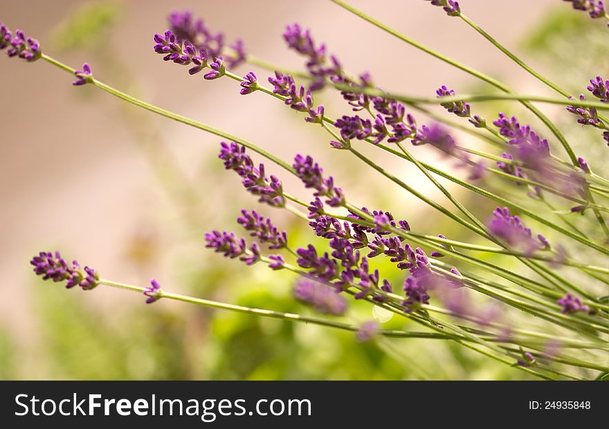 Lavender bush in my garden