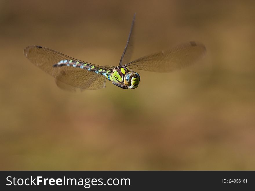 Picture of a flying dragonfly, in this case it is a blue darner. Picture of a flying dragonfly, in this case it is a blue darner