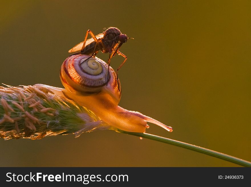 Macro photography of a dance fly sitting on a snail. Both are translucent for the warm morning light