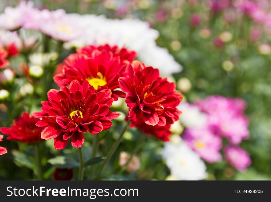 Colorful Red chrysanthemum  flowers in garden