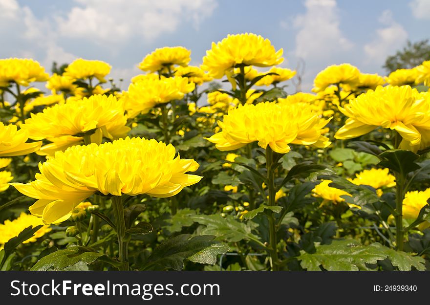 Yellow chrysanthemum  flowers
