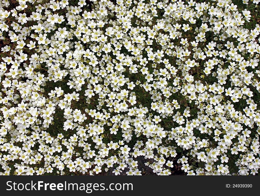 Irish Saxifrage flowers (Saxifraga Rosacea) in a rock garden. The Latin word Saxifraga means literally stonebreaker. Suitable for abstract background.