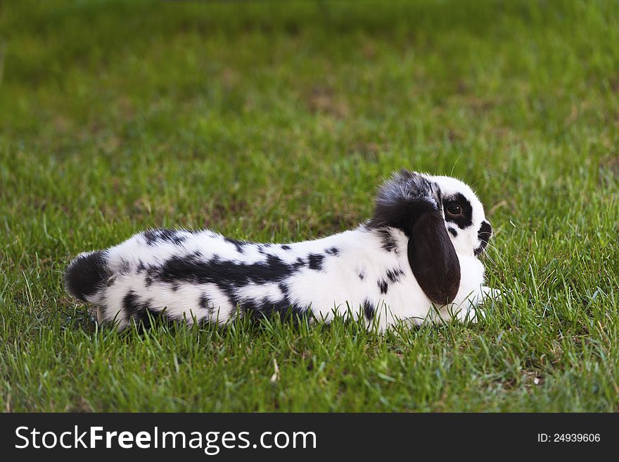 Rabbit in the grass in the yard