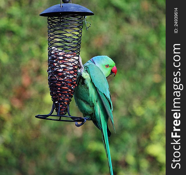 Ring necked Parakeet on a feeder in an english back garden (Psittacula Krameri). Ring necked Parakeet on a feeder in an english back garden (Psittacula Krameri)