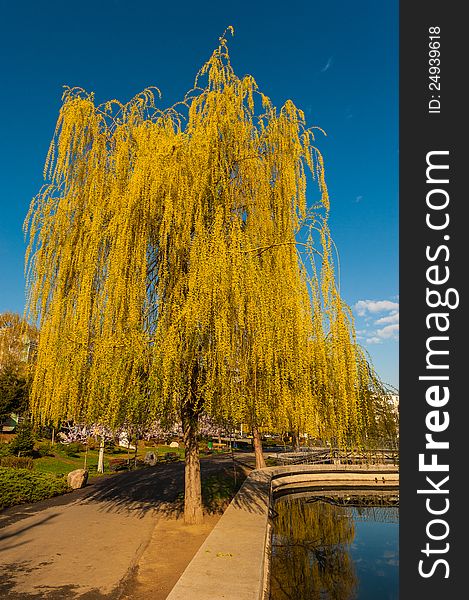 Weeping willow in the park on a lake