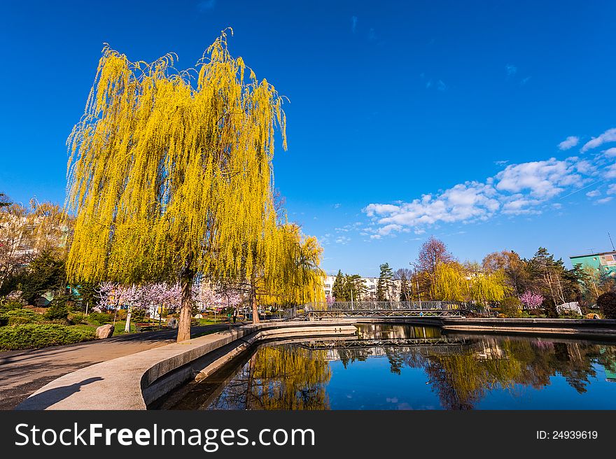 Weeping Willow In The Park