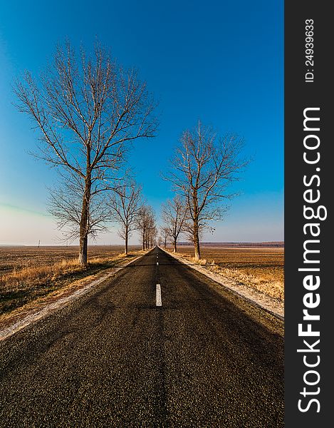 Landscape with straight empty road between poplar trees