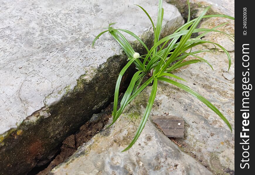 the weeds growing in the rock crevice