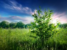 Summer Natural Backgrounds Royalty Free Stock Photography