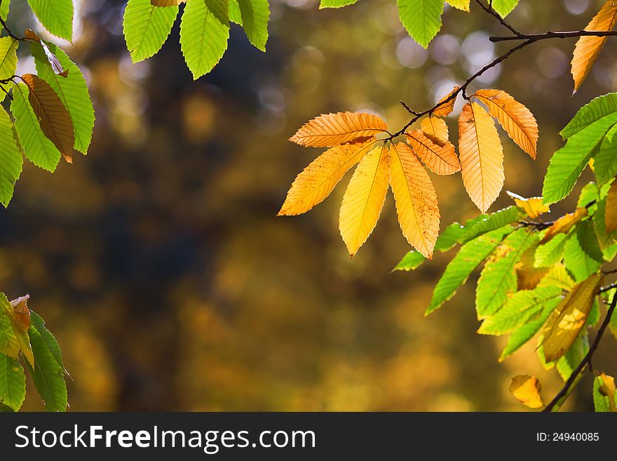 Golden and translucent autumn leaves building a frame. Golden and translucent autumn leaves building a frame