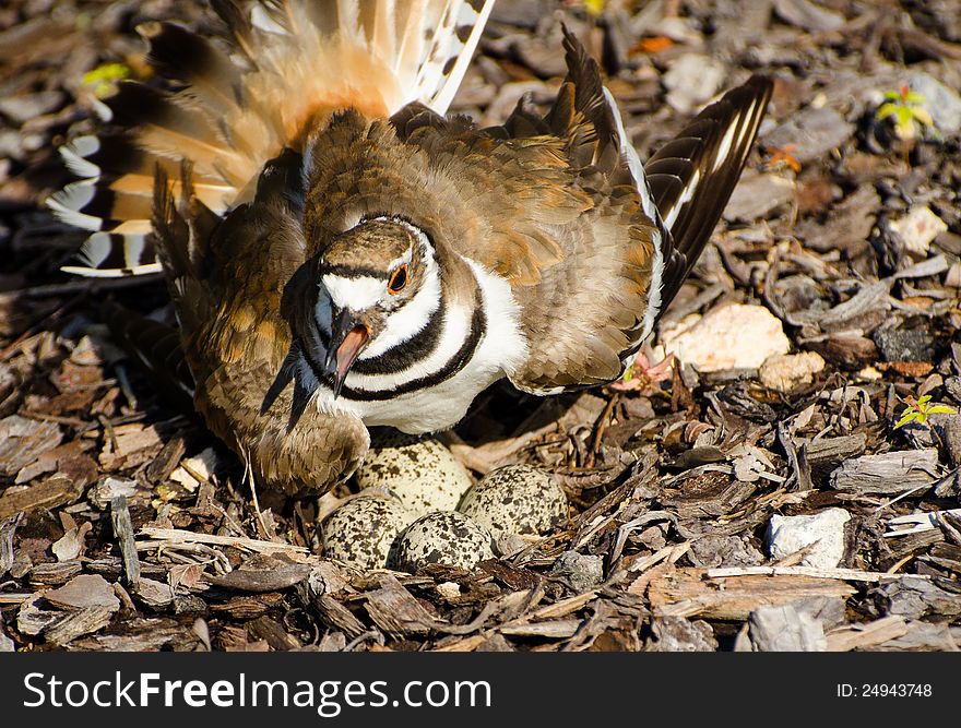 Killdeer - a small bird - is protecting its nest by spreading its wings and making loud noises. Killdeer - a small bird - is protecting its nest by spreading its wings and making loud noises
