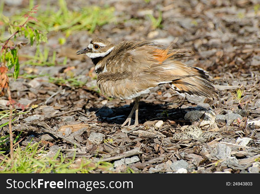 Killdeer - a small bird - is protecting its nest by spreading its wings and making loud noises. Killdeer - a small bird - is protecting its nest by spreading its wings and making loud noises