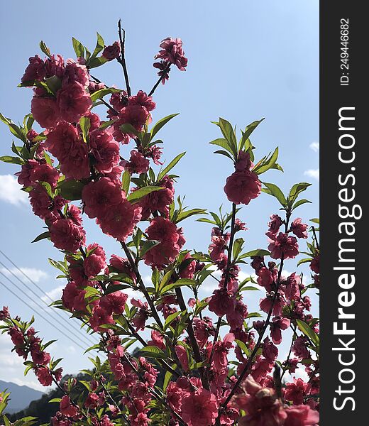 In March, peach blossoms are in full bloom all over the mountains and fields. They are very beautiful.