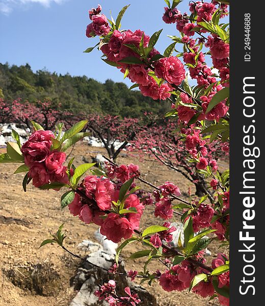 In March, peach blossoms are in full bloom all over the mountains and fields. They are very beautiful.